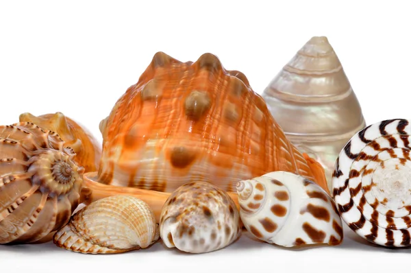 Tropical sea shells — Stock Photo, Image
