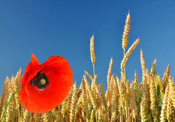 Kırmızı poppy ile altın buğday — Stok fotoğraf