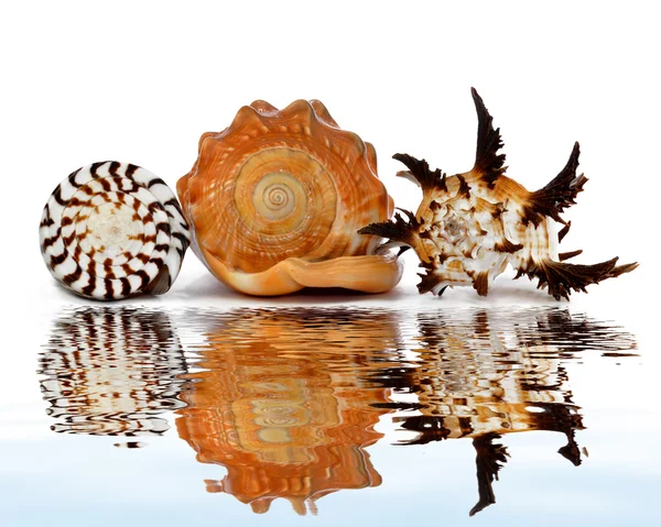 热带海贝壳 — 图库照片