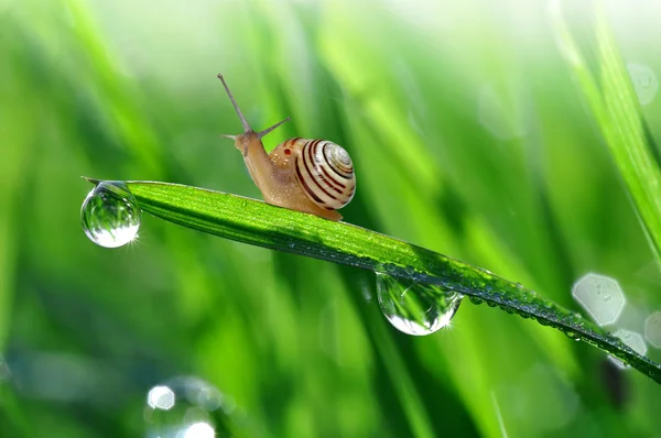Dewy grass with snail — Stock Photo, Image