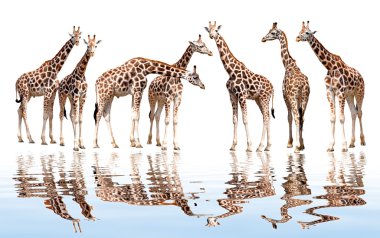 Giraffes isolated clipart