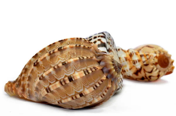 熱帯海の貝殻 — ストック写真