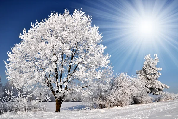 Winter tree — Stock Photo, Image