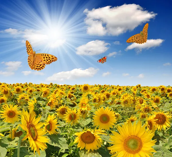 Zonnebloem veld met vlinders — Stockfoto