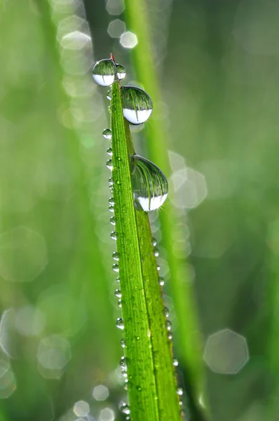 stock image Dew drops