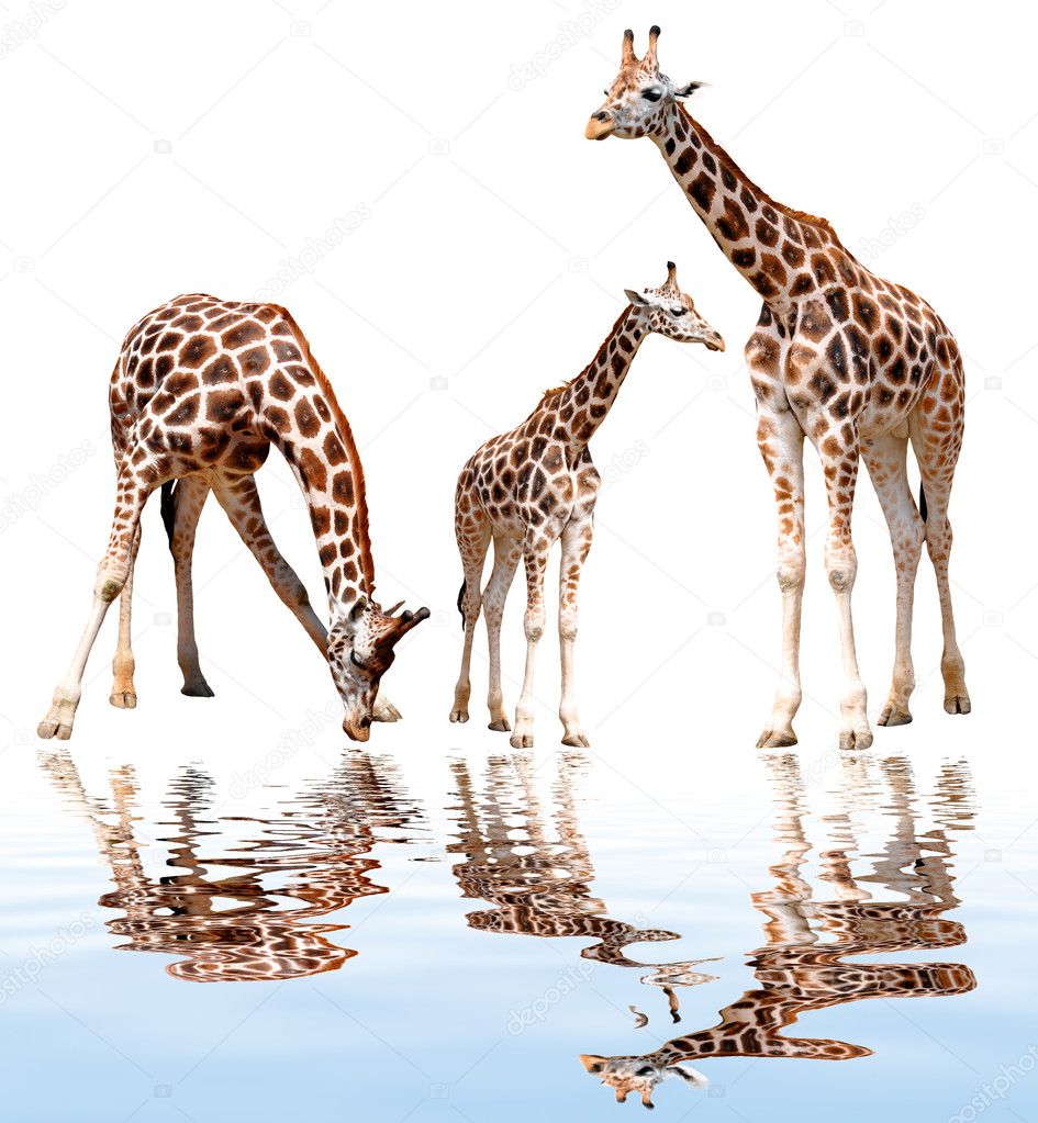 Giraffes isolated