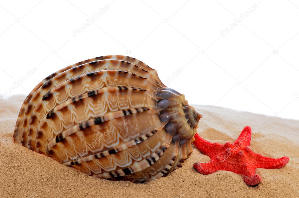 Shells with starfish