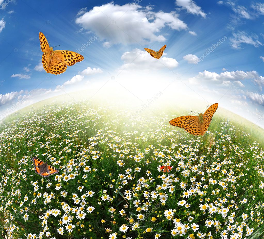 Daisies with butterflies