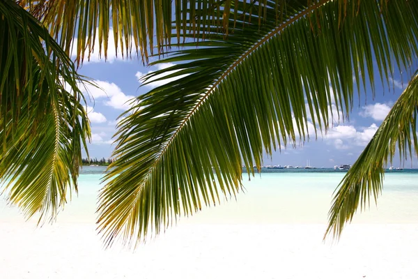 stock image Palms on the beach