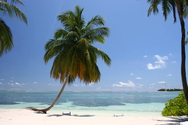 Tropical beach with coconut palm — Stock Photo, Image