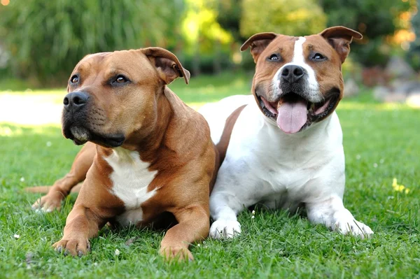 American Staffordshire terriers — Stock Photo, Image