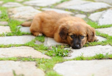 yalancı köpek yavrusu