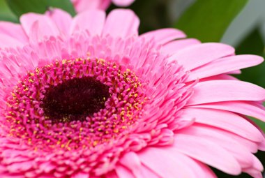 pembe gerbera