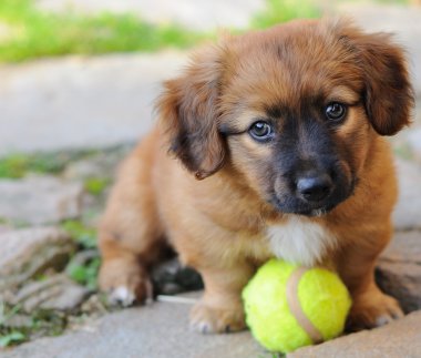 küçük köpek yavrusu