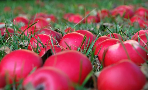 Jablka v trávě — Stock fotografie