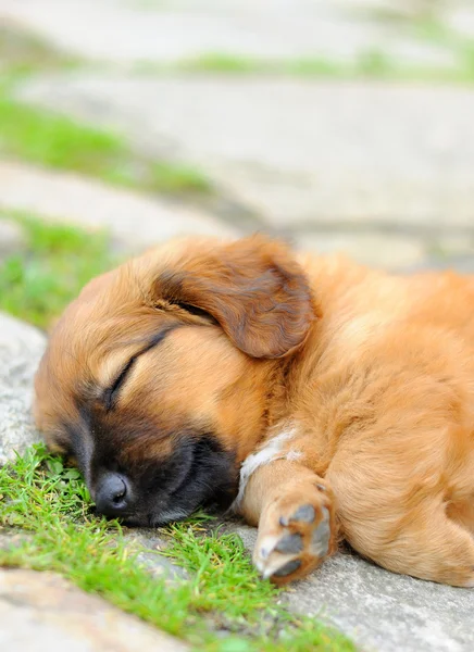 Lying puppy — Stock Photo, Image