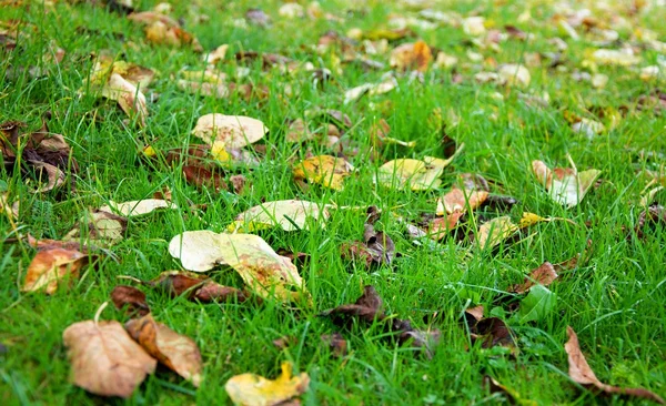 秋の草 — ストック写真