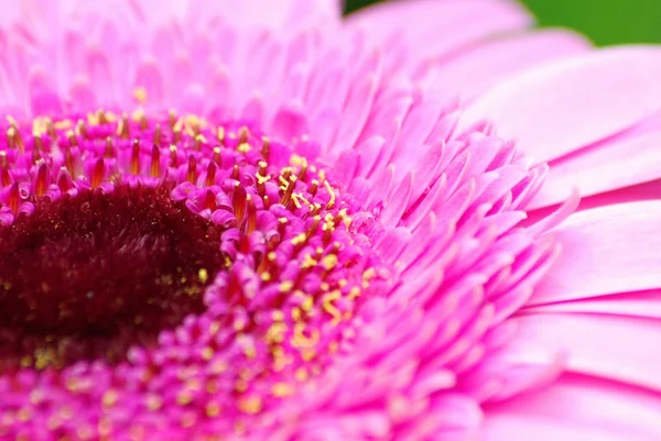 Pink gerbera — Stock Photo, Image