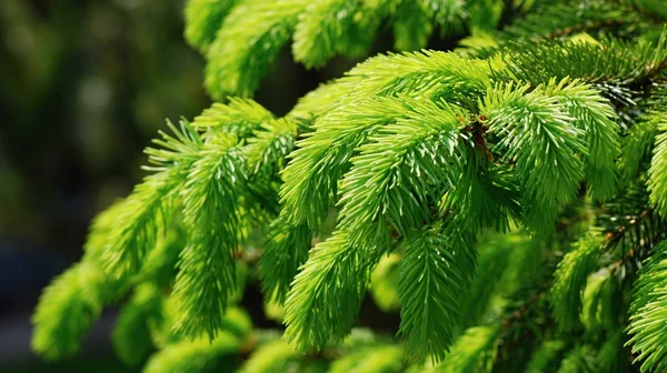 Common spruce — Stock Photo, Image