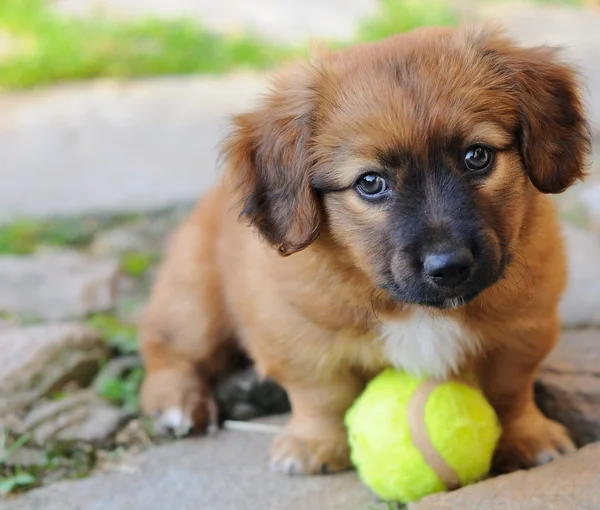 stock image Small puppy