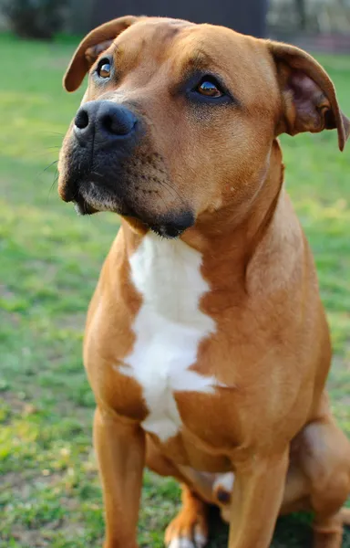 Cão marrom-Bull terrier — Fotografia de Stock