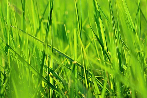 stock image Closeup image of spring green grass.