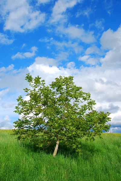 Tree and blue sky Royalty Free Stock Images