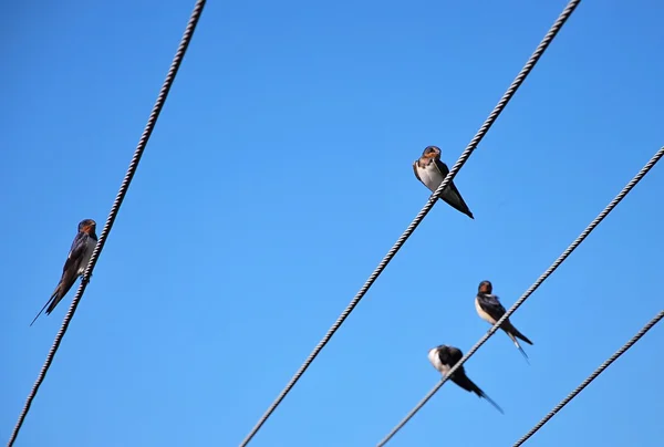 stock image Cliff swallows