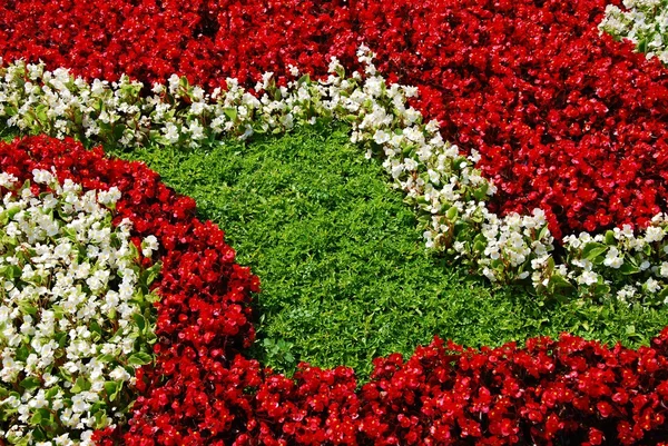 Белые и красные цветы. — стоковое фото