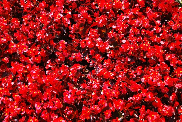 Fiori rossi — Foto Stock