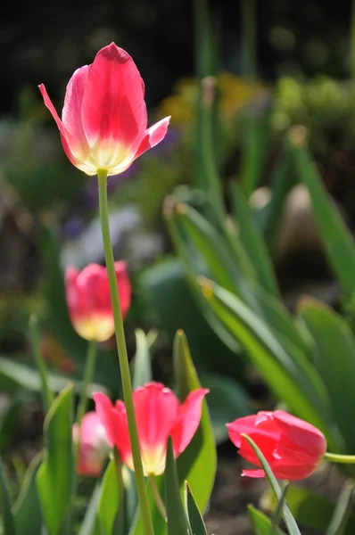 stock image Red tulip