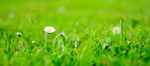 Detalje billede af hvid daisy i foråret haven . - Stock-foto