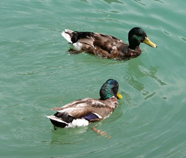 Stock image Ducks in the water