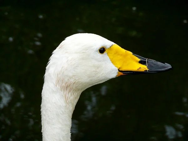 White duck. — Stock Photo, Image