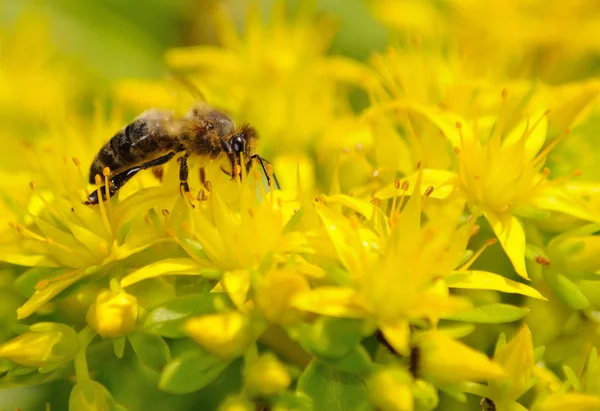 Bal arısı (apis mellifera) Tozlanan sarı çiçek. — Stok fotoğraf