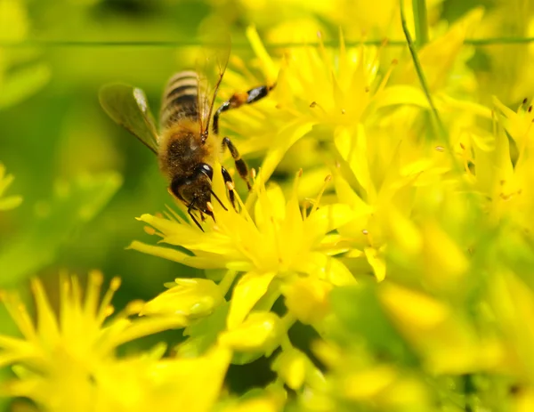 Včely medonosné (apis mellifera) volně sprašované žlutý květ. — Stock fotografie