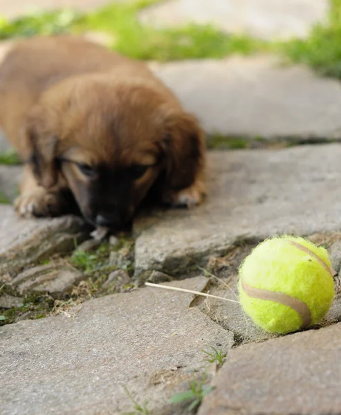 Small brown puppy, old only few weeks is playing with ball. — Stock Photo, Image