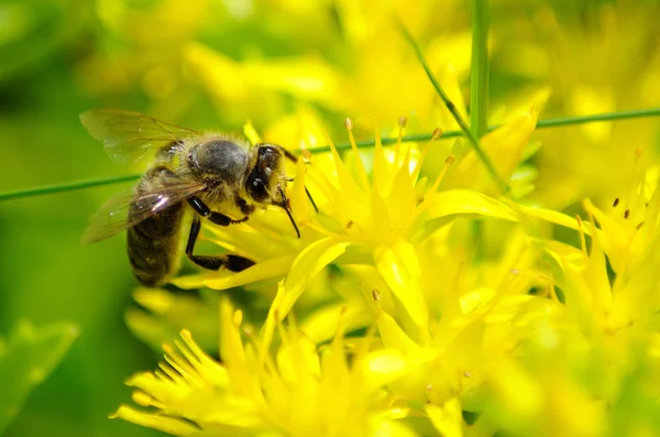 Honingbij (apis mellifera) bestoven gele bloem. — Stockfoto