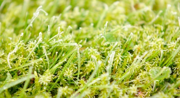 stock image Frozen grass