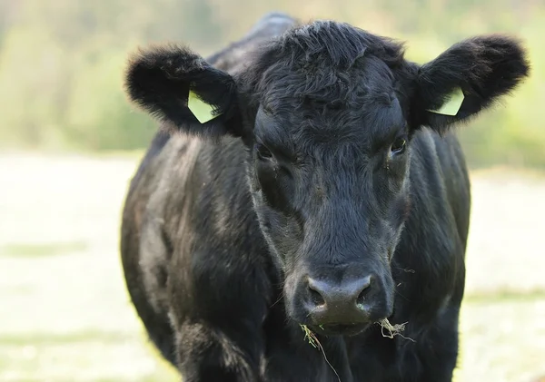 Vaca negra — Fotografia de Stock