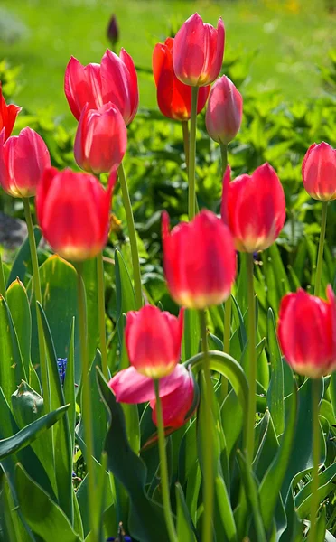 stock image Ed tulips.