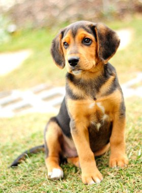 küçük beagle