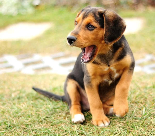 Pequeño beagle — Foto de Stock
