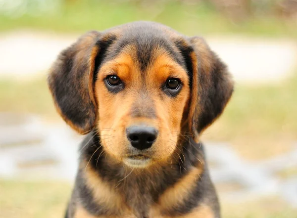 Small beagle — Stock Photo, Image