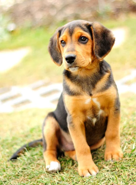 Kleiner Beagle — Stockfoto