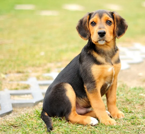 Pequeño beagle — Foto de Stock