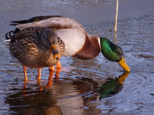 The Ducks — Stock Photo, Image