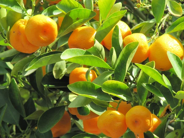 stock image Tangerines