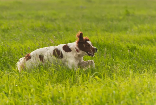 stock image Setter