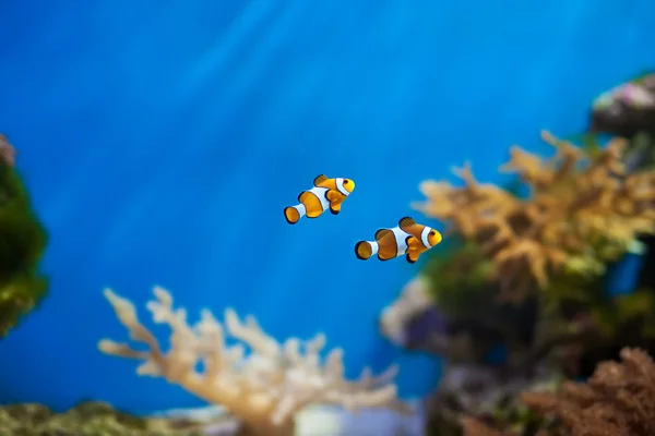 Клоун риби в акваріумі — стокове фото